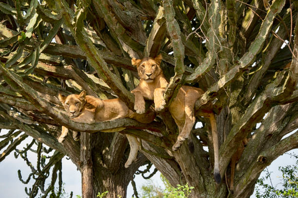 Young lions (Panthera leo) resting high up in a cactus tree