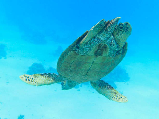 istock a sea turtle swimming underwater 1163370385