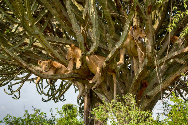istock Young lions (Panthera leo) resting high up in a cactus tree 1163370470