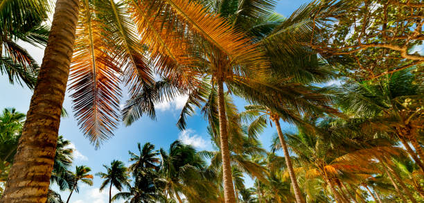 Coconut palm trees in Guadeloupe, French west indies. Lesser Antilles, Caribbean sea