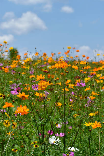 istock Multi-colored Wildflowers in the Sun 1163371290