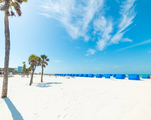 istock White sand and palm trees in Clearwater shore 1163371523