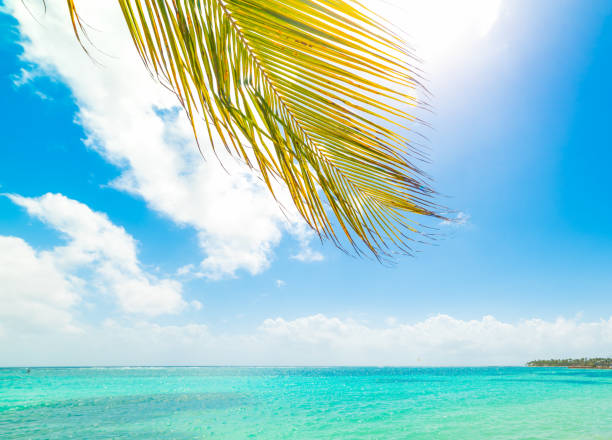Palm tree and turquoise sea in Guadeloupe, French west indies. Lesser Antilles, Caribbean sea