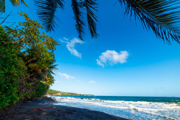 istock Dark sand and palm trees in Guadeloupe 1163371745