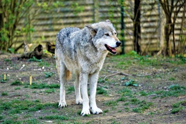 istock Single grey wolf standing and looking in the zoo 1163373481