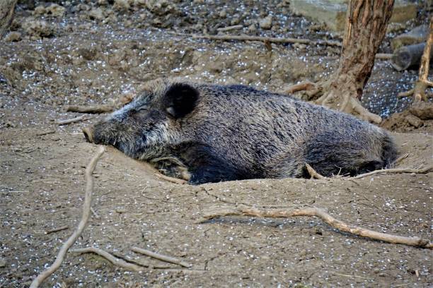 istock Wild boar in dry wallow in the forest 1163373482