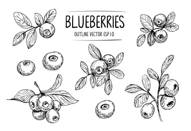 블루 베리의 스케치. 벡터로 변환된 손으로 그린 윤곽선 - blueberry stock illustrations