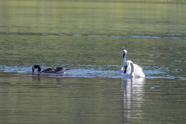 istock Trumpeter Swan pair swimming together 1163373659