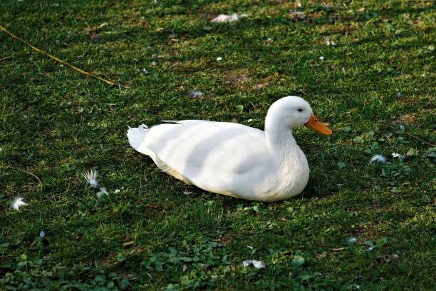 istock White duck with orange beak sitting in the grass 1163373728