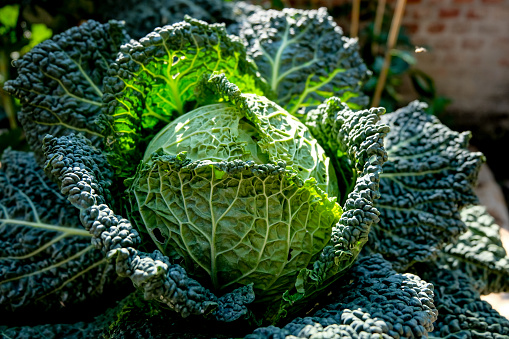 Savoy cabbage from my garden