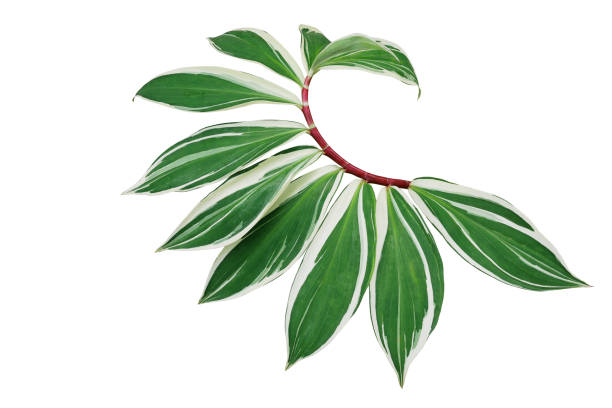 Green variegated leaves of spiral ginger or crepe ginger with red stem (Costus speciosus Variegata) the tropical plant isolated on white background, clipping path included. Green variegated leaves of spiral ginger or crepe ginger with red stem (Costus speciosus Variegata) the tropical plant isolated on white background, clipping path included. costus stock pictures, royalty-free photos & images