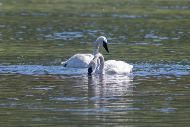 istock Trumpeter Swan pair swimming together 1163374541