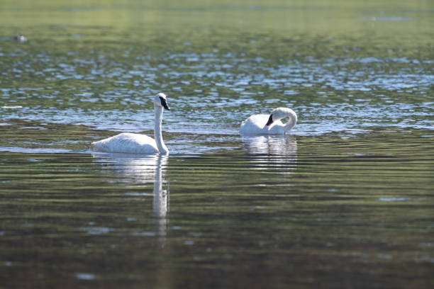 istock Trumpeter Swan pair swimming together 1163374755