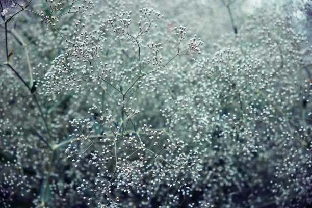 Flowering gypsophila bush with tiny white flowers
