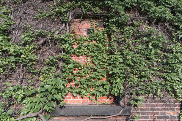 istock Red brick wall overgrown with ivy as a background. 1163375172
