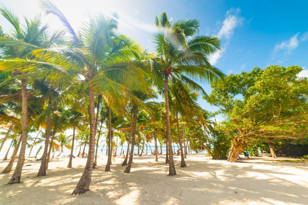 istock Sun shining over Wood Jolan beach in Guadeloupe 1163375248