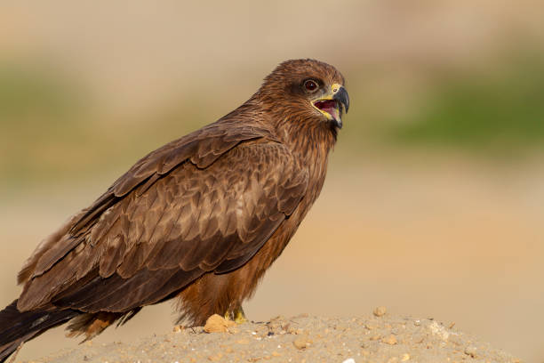 Black kite The black kite is medium sized bird of prey. Black kite is abundant species in the world. Very common bird. Also live in cities area. milvus migrans stock pictures, royalty-free photos & images