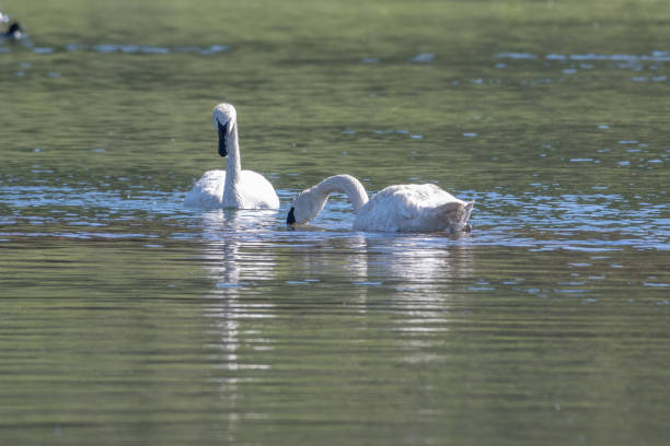 istock Trumpeter Swan pair swimming together 1163376499