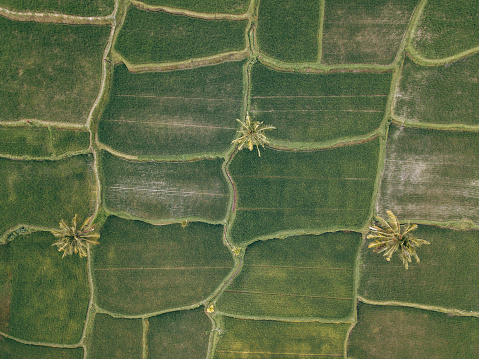 Aerial photographs of the colors and structures of the rice fields around Central Bali (Jatiluwih, Ubud and Canggu).