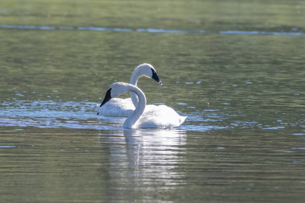 istock Trumpeter Swan pair swimming together 1163377509