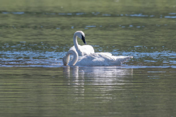 istock Trumpeter Swan pair swimming together 1163377566