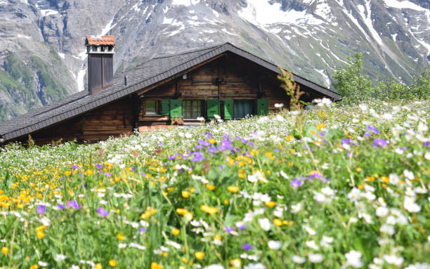 tapis de fleurs alpines sauvages devant un chalet dans les alpes bernoises - muerren photos et images de collection