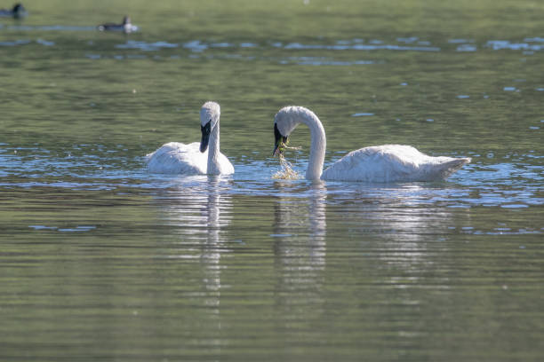 istock Trumpeter Swan pair swimming together 1163377777