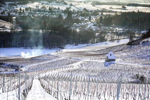 Vine of the Jura, Franche county, France Landscape of the Jura vineyards in winter. The snow covers the vines of the sloping vines of Château-Chalon. jura france stock pictures, royalty-free photos & images