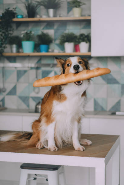 istock Border collie holding bread in his mouth 1163379133