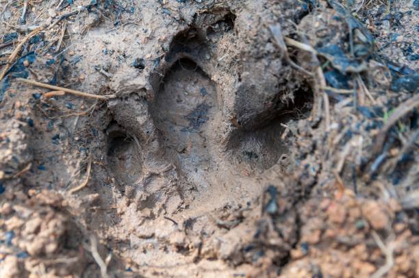 istock Footprint of a unknown animal 1163379206