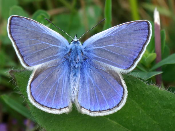 istock Beautiful blue butterfly resting in the nature 1163379351