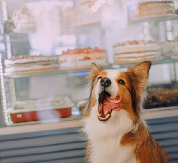 Border collie dog sitting and licked nose