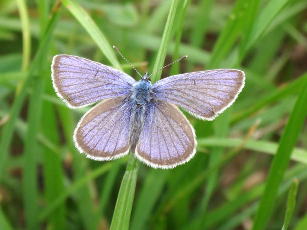 istock Beautiful blue butterfly resting in the nature 1163379397