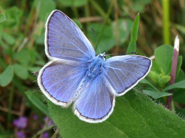 istock Beautiful blue butterfly resting in the nature 1163379404