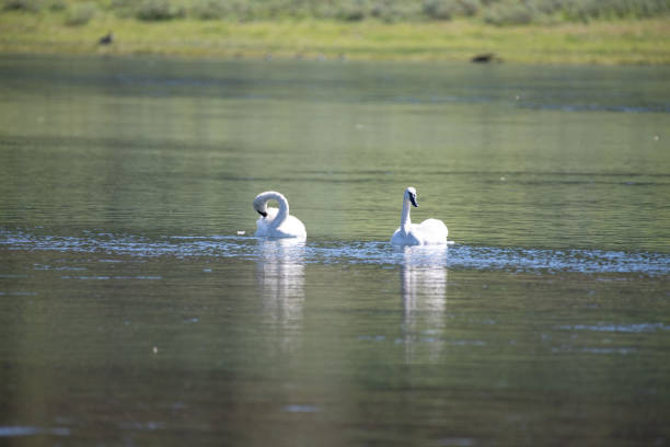 Rare Trumpeter Swans
