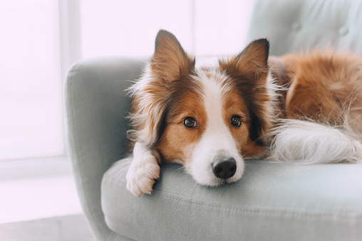 Sad border collie put his head on the sofa and looking in the camera