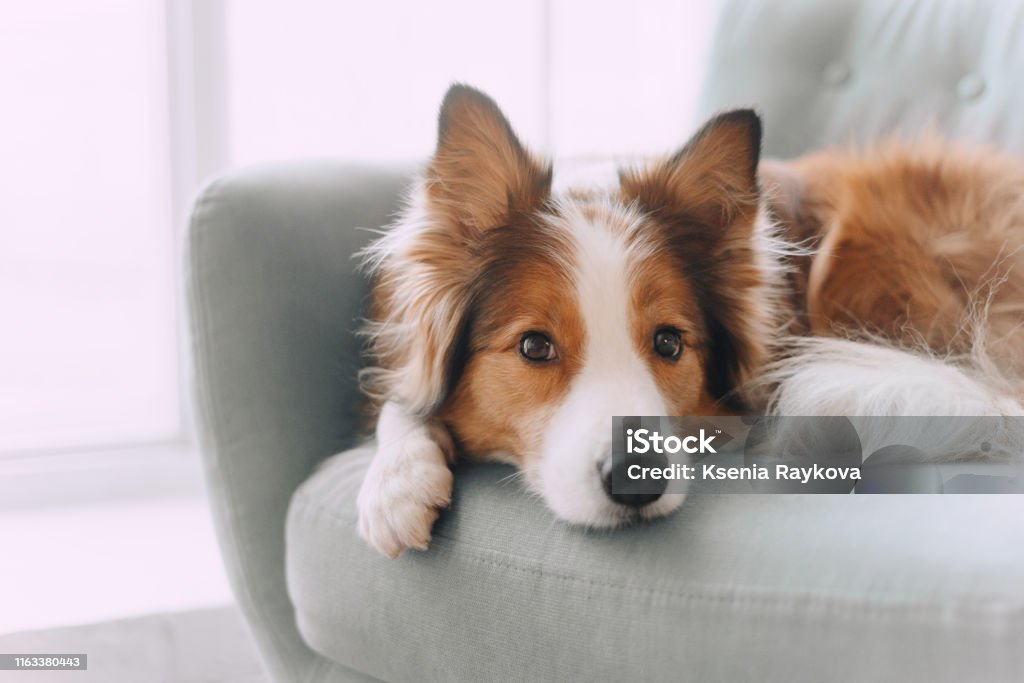 Border collie dog lying on the couch Sad border collie put his head on the sofa and looking in the camera Dog Stock Photo