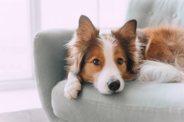 Border collie dog lying on the couch Sad border collie put his head on the sofa and looking in the camera tail photos stock pictures, royalty-free photos & images