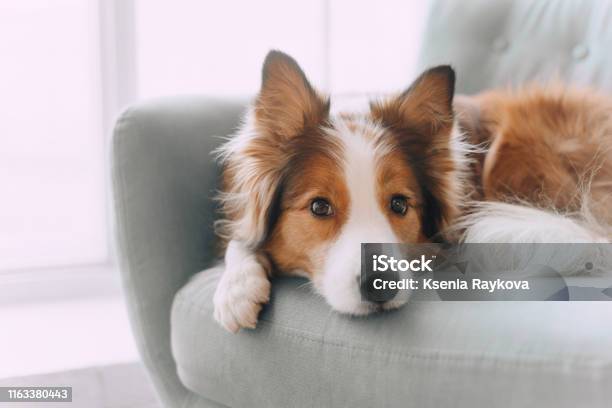 Border Collie Dog Lying On The Couch Stock Photo - Download Image Now - Dog, Sofa, Pets