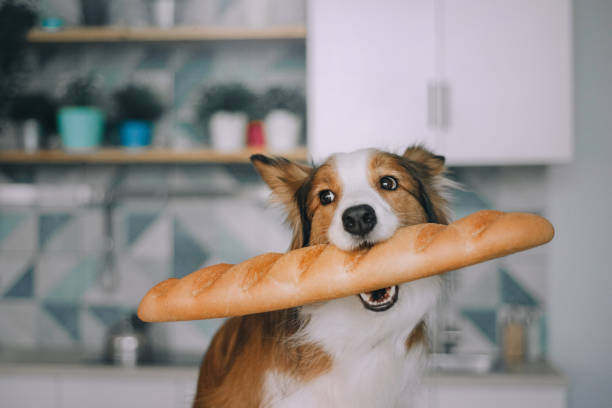 Border collie holding bread in his mouth stock photo