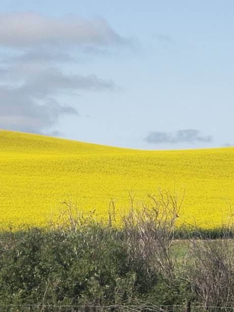 istock Canola Field in Saskatchewan Canada 1163380838