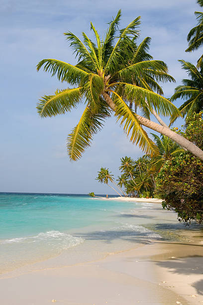 istock Maldivian sand beach and coconut trees 116338138