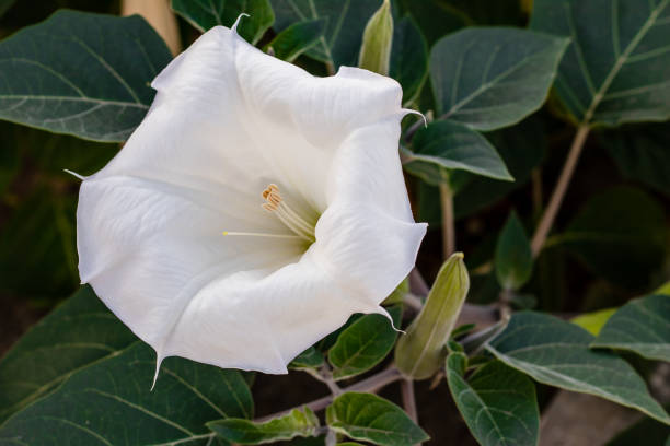 Datura innoxia - white flower close-up. Inoxia with green leaves. Floral background. stock photo