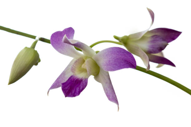 istock Orchid Plant, Bud to Full Bloom 1163385429