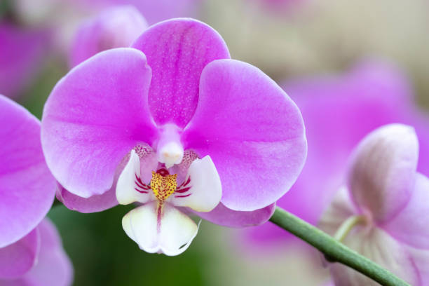 istock Phalaenopsis Orchid 1163385450
