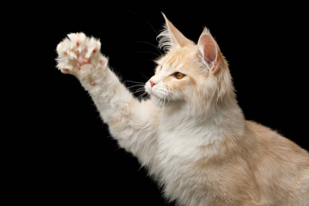 istock Huge Maine Coon Cat Isolated on Black Background 1163385479
