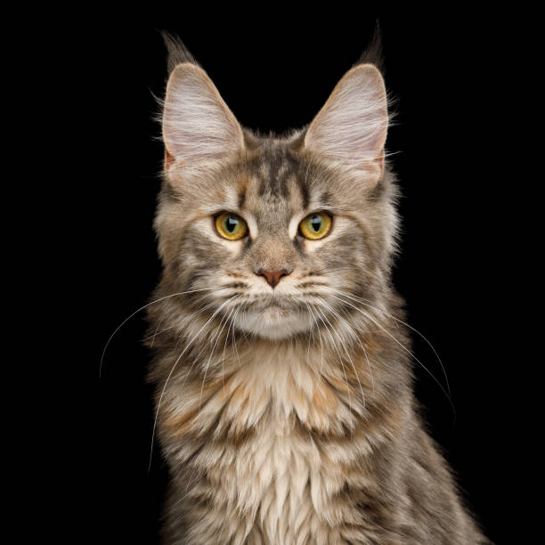 istock Huge Maine Coon Cat Isolated on Black Background 1163385512