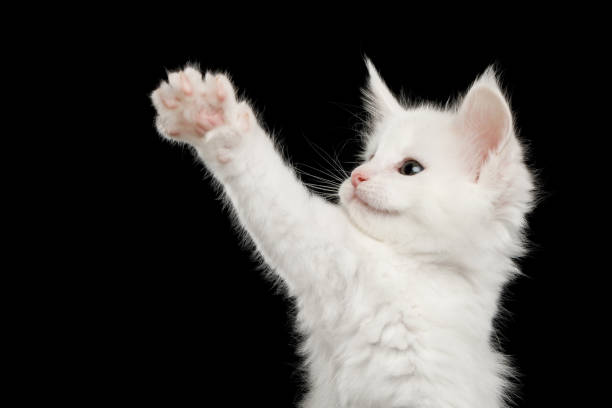 istock Little White Maine Coon Kitten Isolated on Black Background 1163385543