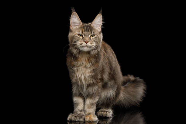 istock Huge Maine Coon Cat Isolated on Black Background 1163385548