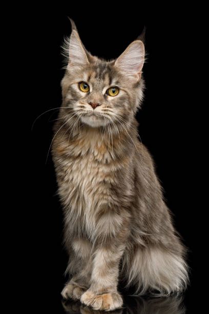 istock Huge Maine Coon Cat Isolated on Black Background 1163385553